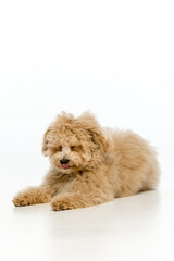 Maltipoo puppy on white background