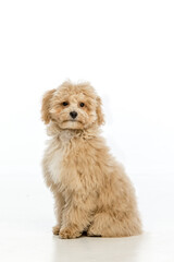 Maltipoo puppy on white background