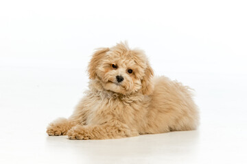 Maltipoo puppy on white background