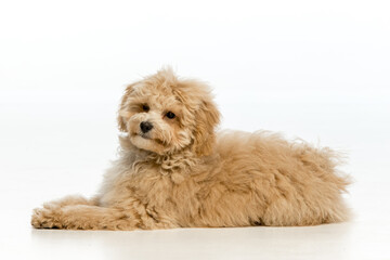 Maltipoo puppy on white background