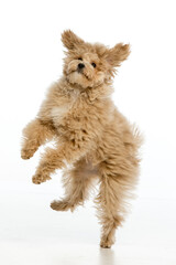 Maltipoo puppy on white background