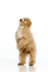 Maltipoo puppy on white background