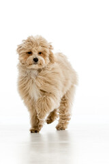 Maltipoo puppy on white background