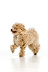 Maltipoo puppy on white background