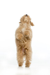 Maltipoo puppy on white background