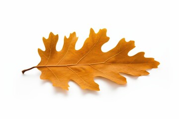 Fototapeta premium Golden autumn oak leaf vibrant fall colors isolated on white background