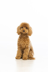 Maltipoo puppy on white background