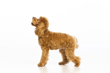 Maltipoo puppy on white background