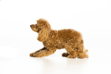 Maltipoo puppy on white background