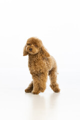 Maltipoo puppy on white background
