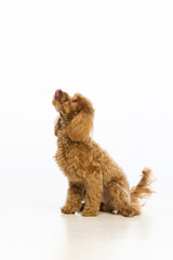 Maltipoo puppy on white background