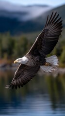 Obraz premium Majestic eagle soaring above a tranquil lake