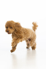 Maltipoo puppy on white background