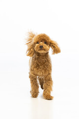 Maltipoo puppy on white background