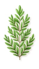 A vibrant, detailed illustration of a green sprig with delicate, ovate leaves arranged symmetrically along a central stem