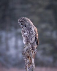 Great Gray Owl roosting