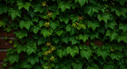 Green Ivy Growing Over Brick Wall Background High Quality Texture