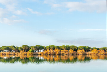 Calm morning view of Canet-en-Roussillon lagoon with still water, golden reeds, and pine trees reflecting under a cloudy sky in southern France.