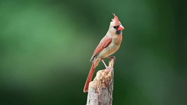 Female Cardinal on a small dead broken Pine tree in the woods