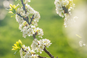 Beautiful plum blossoms luxuriantly in the garden in spring