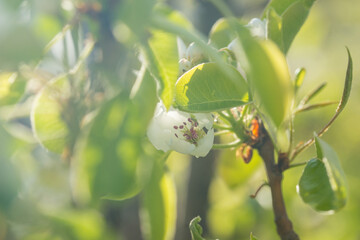 Pear blossom in the garden in spring