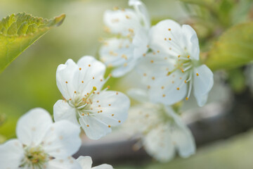 Beautiful cherry blossoms luxuriantly in the garden in spring