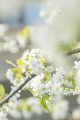 Beautiful cherry blossoms luxuriantly in the garden in spring