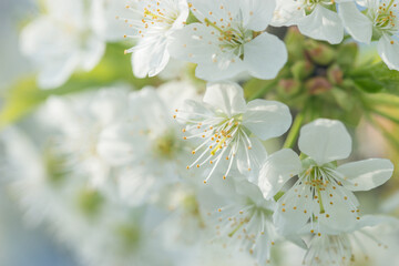 Beautiful cherry blossoms luxuriantly in the garden in spring