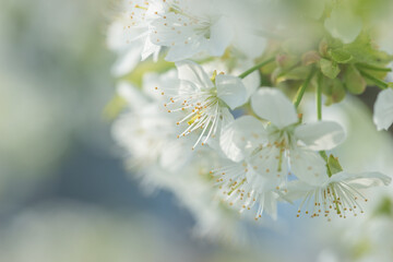 Beautiful cherry blossoms luxuriantly in the garden in spring