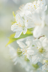 Obraz premium Beautiful cherry blossoms luxuriantly in the garden in spring