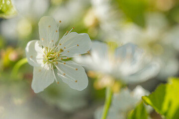 Beautiful cherry blossoms luxuriantly in the garden in spring