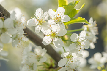 Beautiful cherry blossoms luxuriantly in the garden in spring