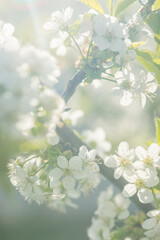 Beautiful cherry blossoms luxuriantly in the garden in spring