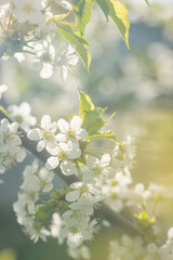 Beautiful cherry blossoms luxuriantly in the garden in spring