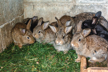 Baby rabbits in a rabbit hutch, cuniculus