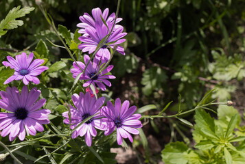 Delicate flowers of purple Osteospermum in summer on a flowerbed. High quality. Advertisement for planting material seeds. Place for text