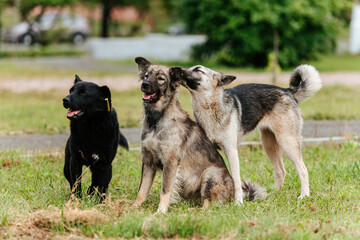 several friendly stray dogs are sitting on the lawn next to each other.