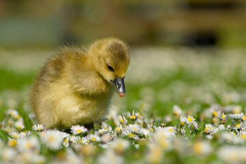 cute gosling of greylag goose standing on the daisy meadow	