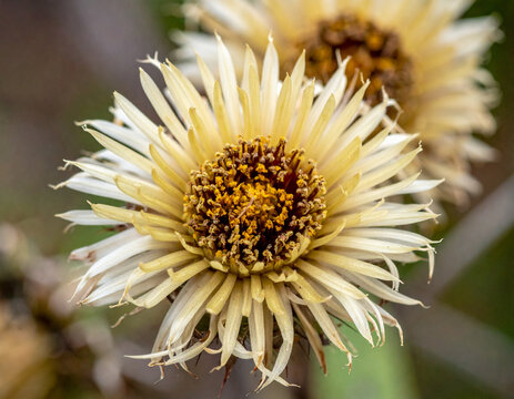 Close-up of Izote flowers, a culturally significant plant in El Salvador, highlighting their unique texture and beauty.