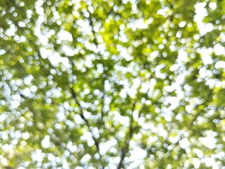 Abstrack bokeh nature background, green foliage of the forest, Green nature in blurry style for creative design