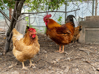 A couple of Rooster with chicken standing next to each other in a yard