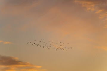 夕焼け空に鳥の群れ
