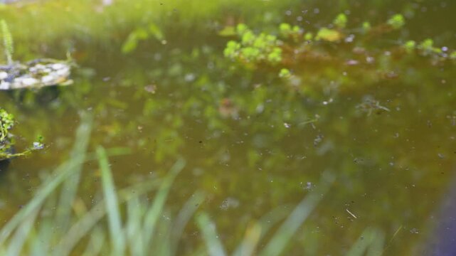 A swarm of mosquitoes over a pond
