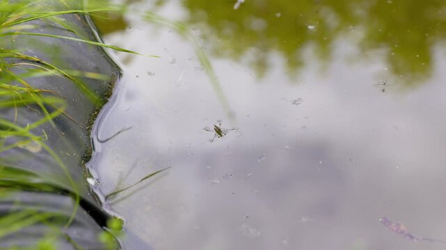 Gerris lacustris (common pond skater) on water