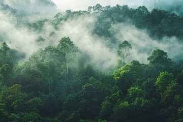 Misty rainforest mountaintop view