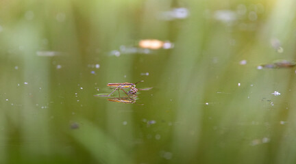 Gerris lacustris (common pond skater) on water