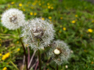 A bunch of dandelions that are in the grass