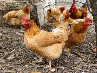 A group of chickens standing next to each other on the ground