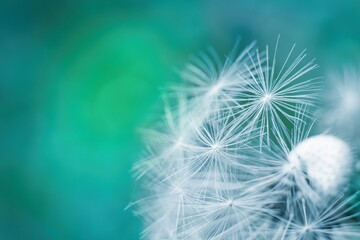 Dandelion in the meadow close up. Blue green soft background with copy space.