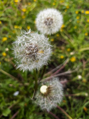 A close up of a dandelion in a field of yellow flowers